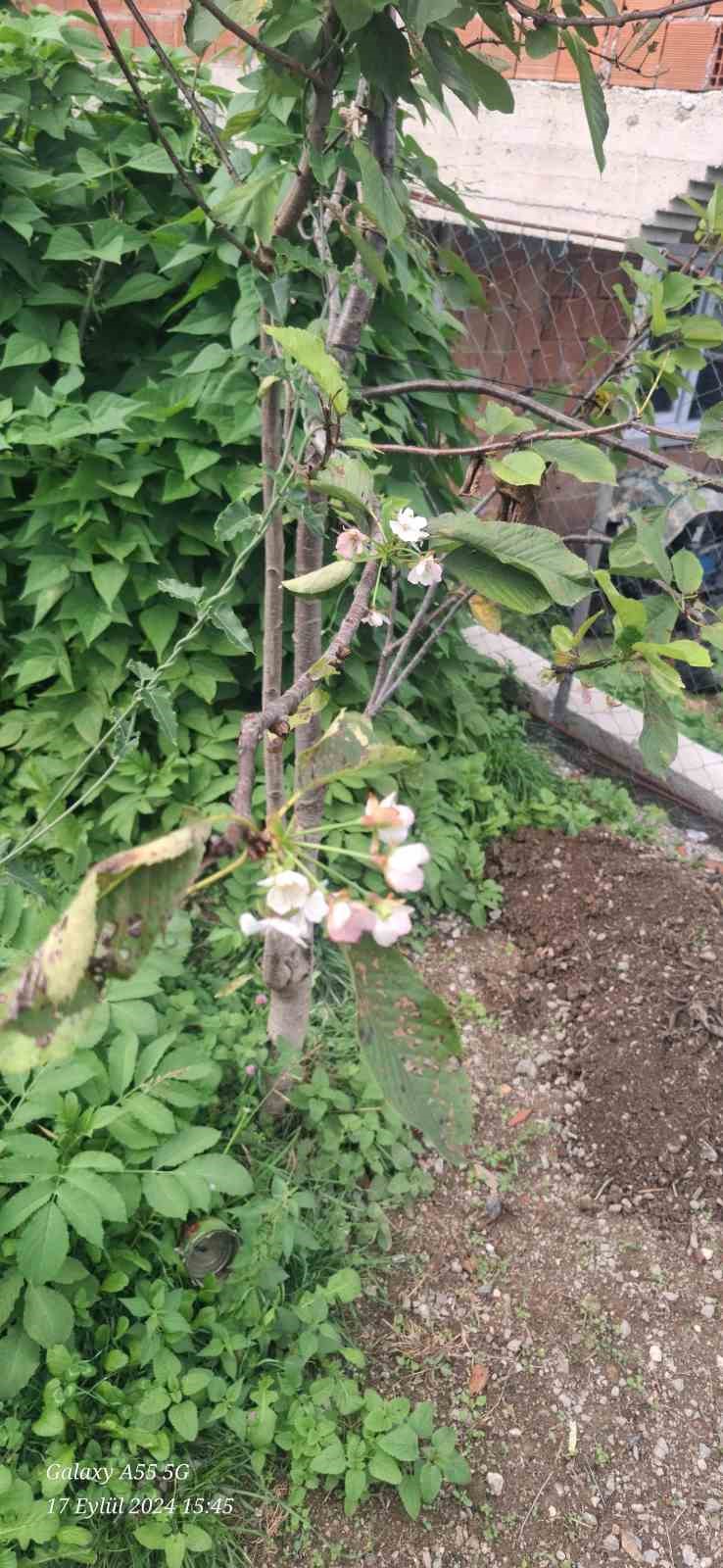 Kastamonu&rsquo;da Kiraz ağacı sonbaharda &ccedil;i&ccedil;ek a&ccedil;tı
