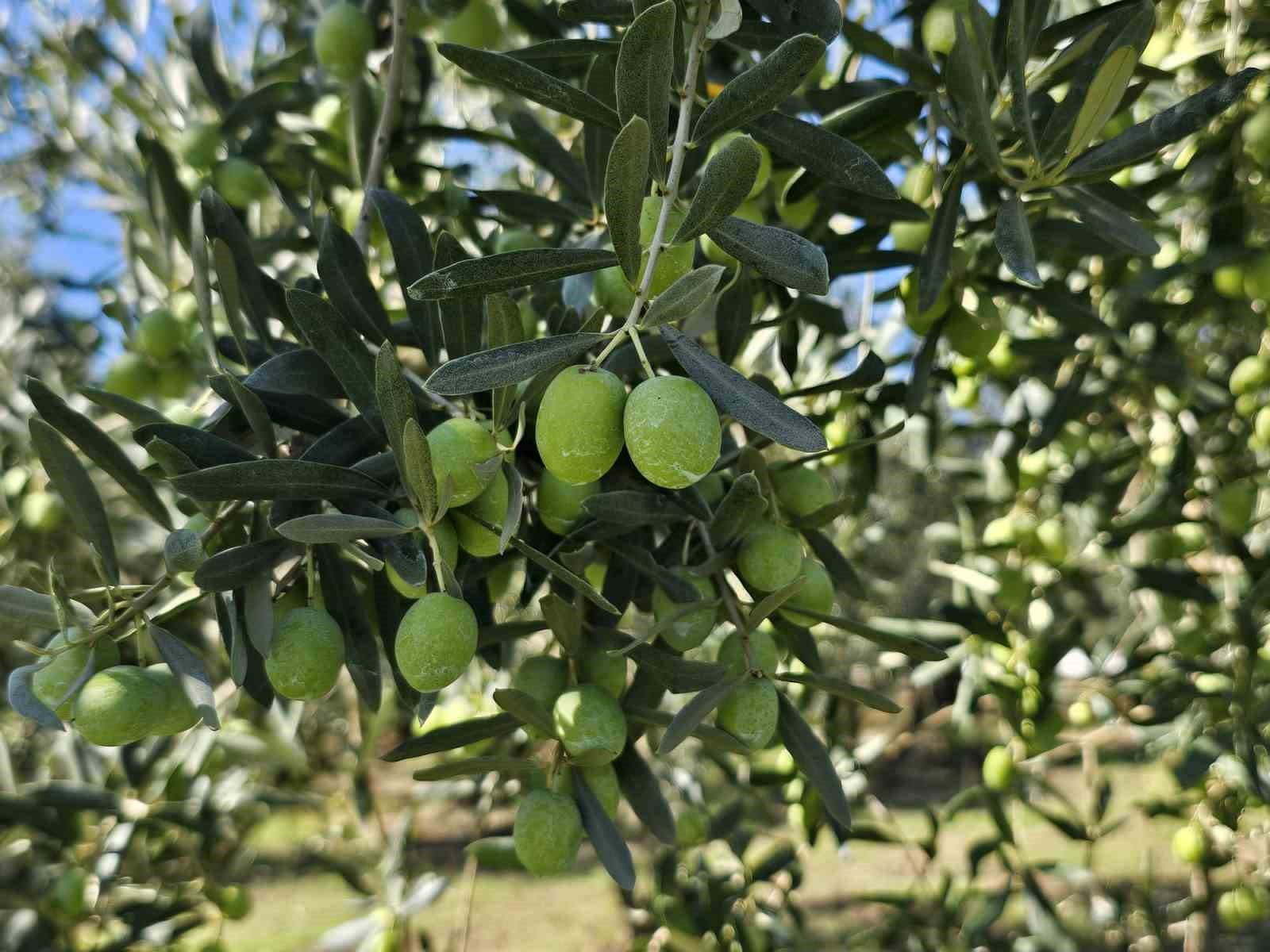 1 kilogram zeytinin maliyeti hesaplandı
