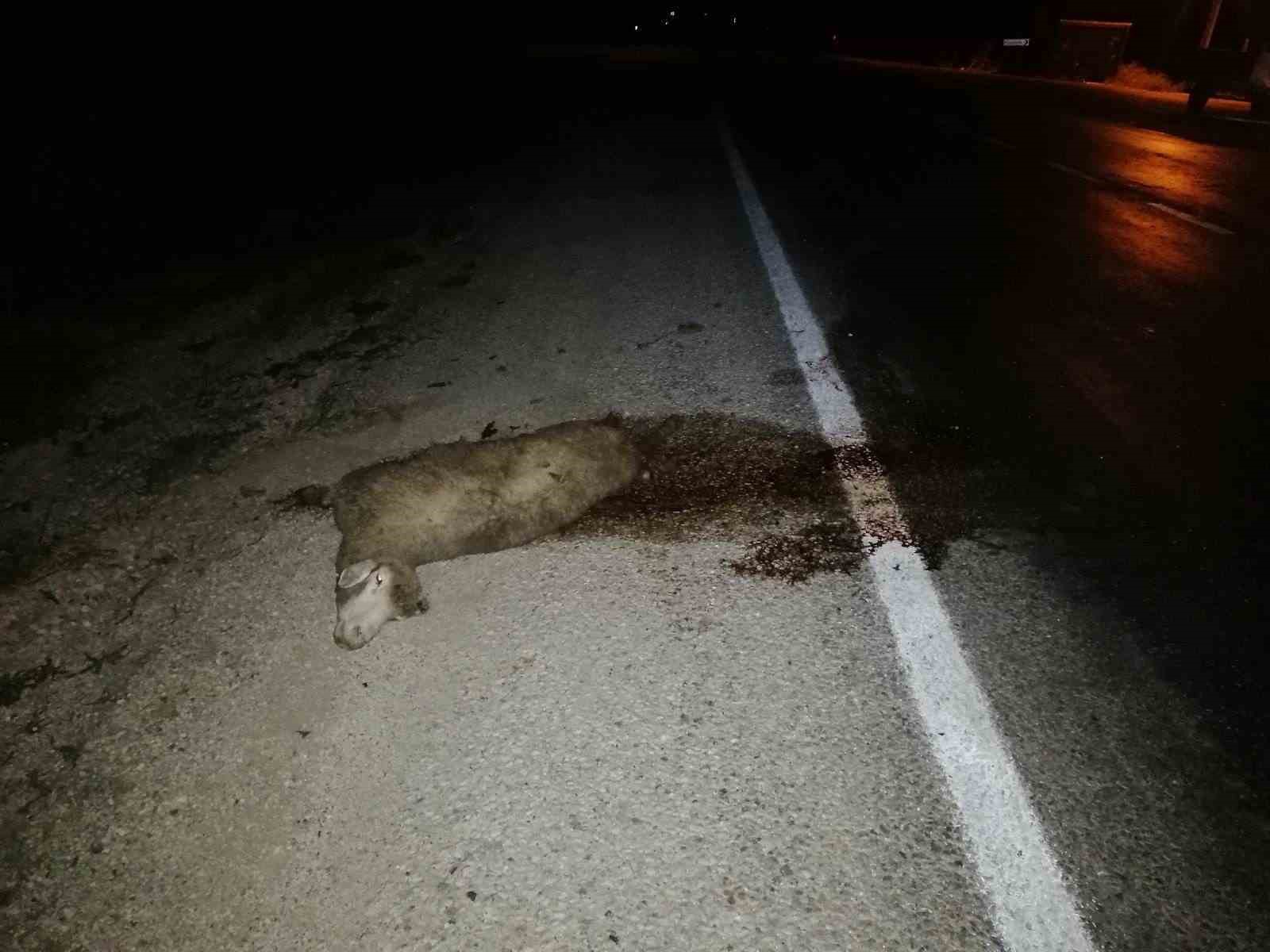 Bilecik&rsquo;te aracın &ccedil;arptığı 3 koyun telef oldu
