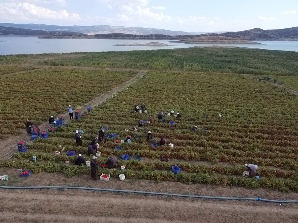 Bozkırda kurutulan domatesler işlendikten sonra yurt dışına gönderiliyor
