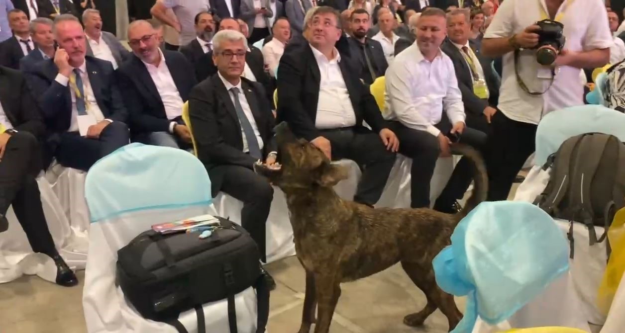 Antalya’da fuar alanına girip dron kovalayan köpek gülümsetti