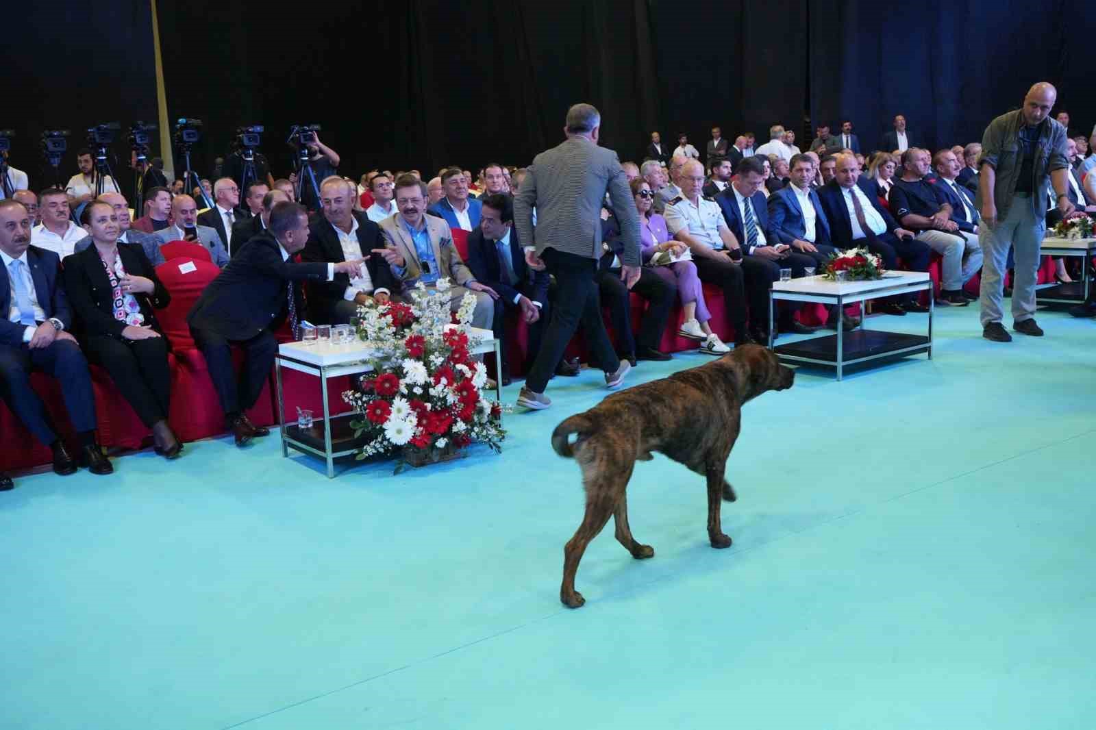 Antalya’da fuar alanına girip dron kovalayan köpek gülümsetti
