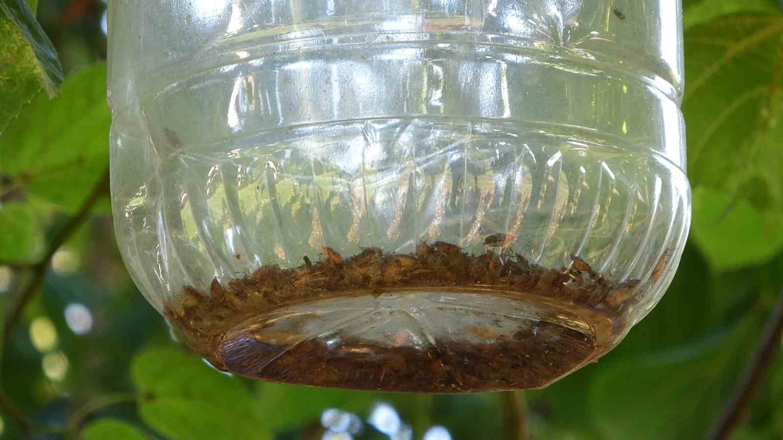 Soydan: “Kışlak mücadelesinde kokarcalar avlanmak için avucumuza gelecek”