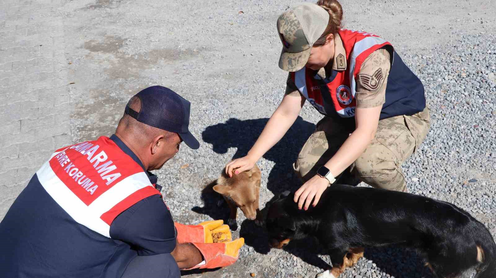 Iğdır&rsquo;da hayvanları koruma g&uuml;n&uuml; etkinliği
