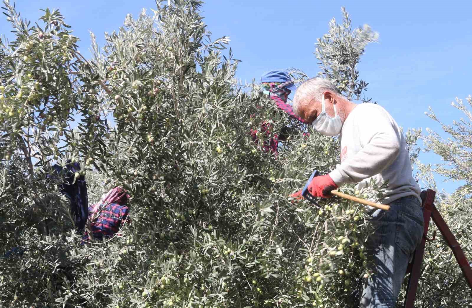 Başkan Murat Orhan’dan erken zeytin hasadına uyarısı