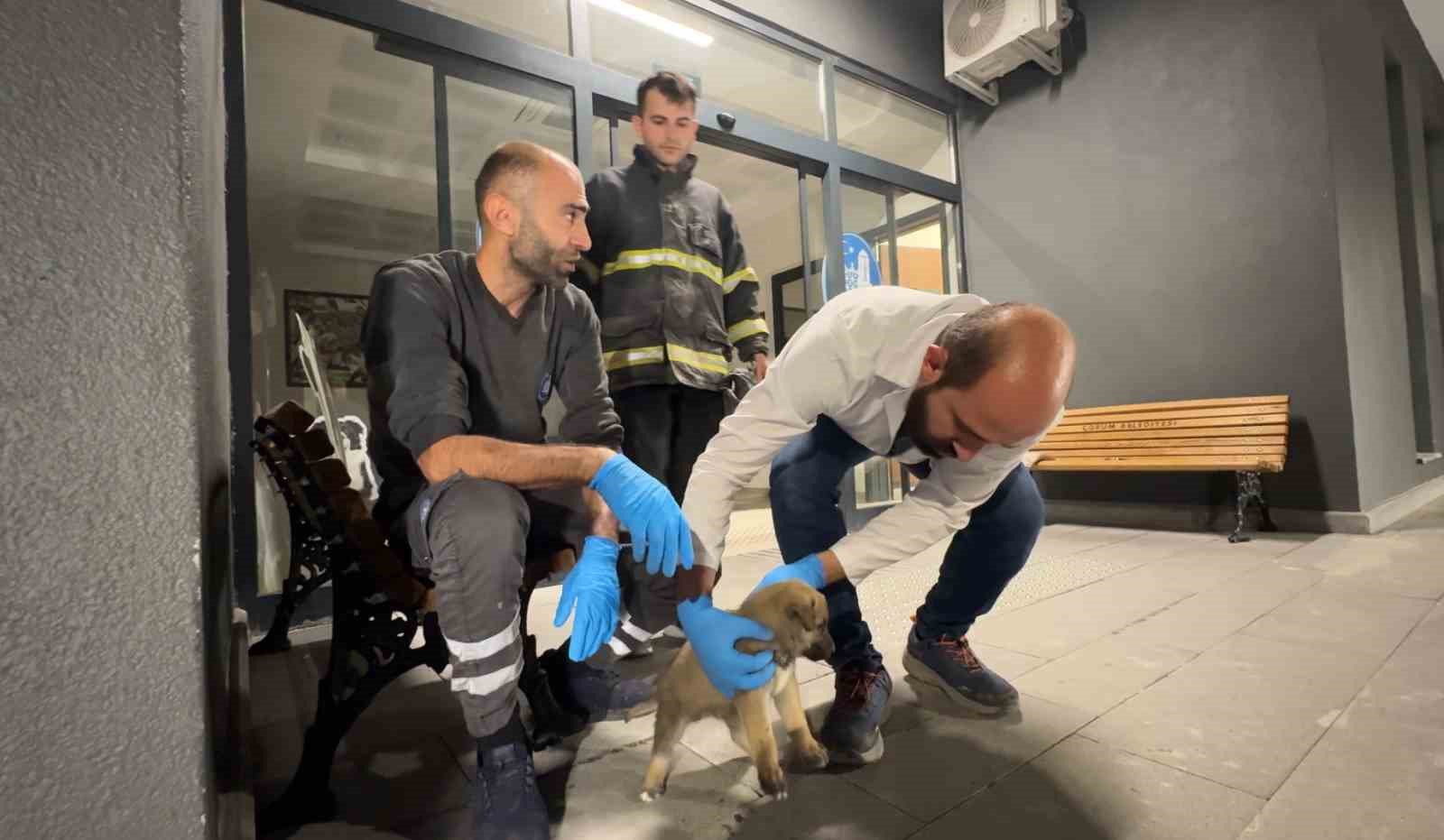 D&uuml;şt&uuml;kleri &ccedil;ukurda mahsur kalan iki yavru k&ouml;pek 3 saat s&uuml;ren &ccedil;alışma ile kurtarıldı
