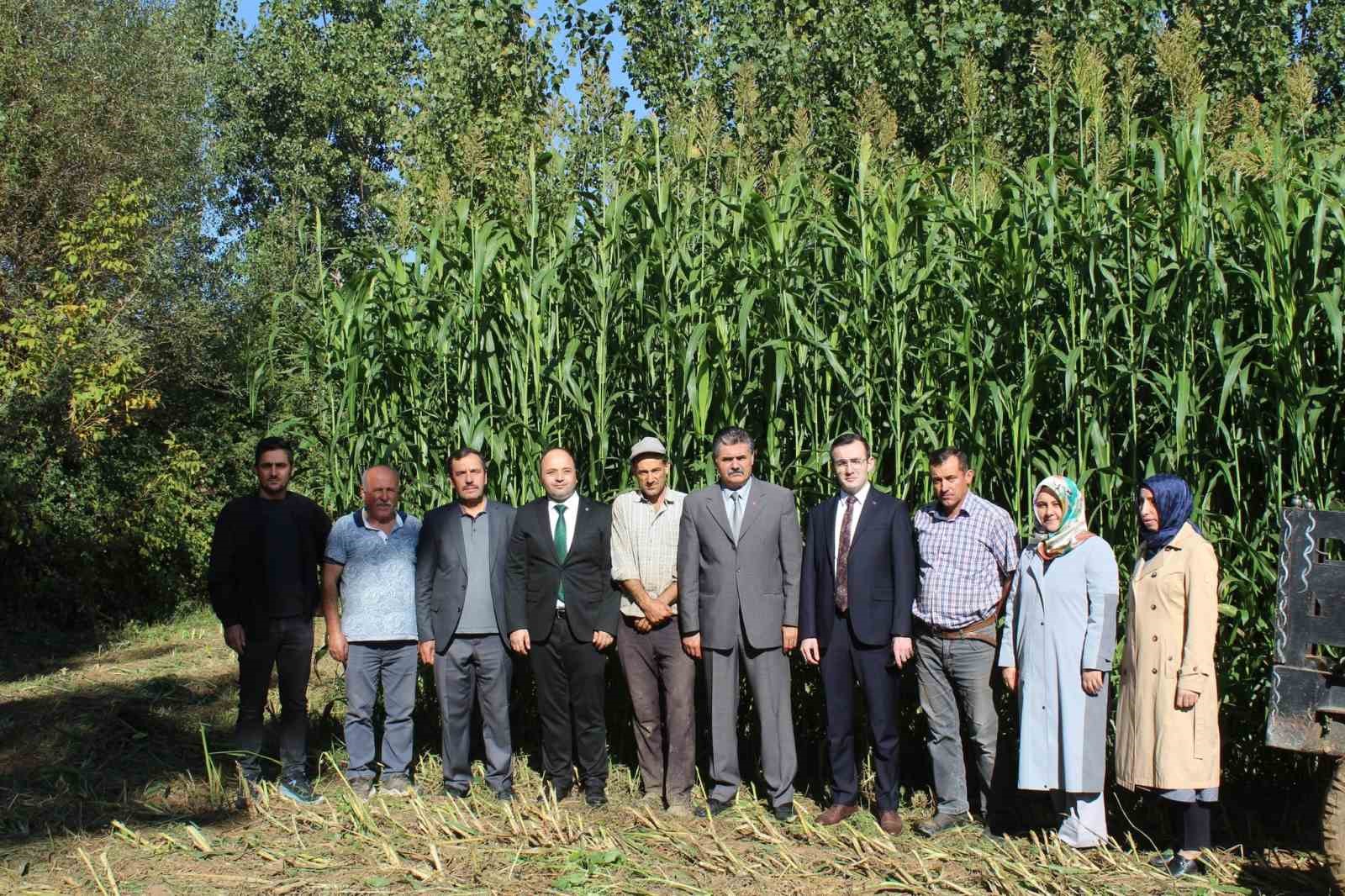 Tokat’ta ilk kez ekilen sorgum sudan otu melezi ekonomiye katkı sağlayacak