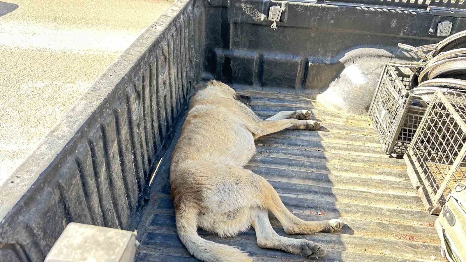 Bitkin düşen köpek tedavi altına aldı
