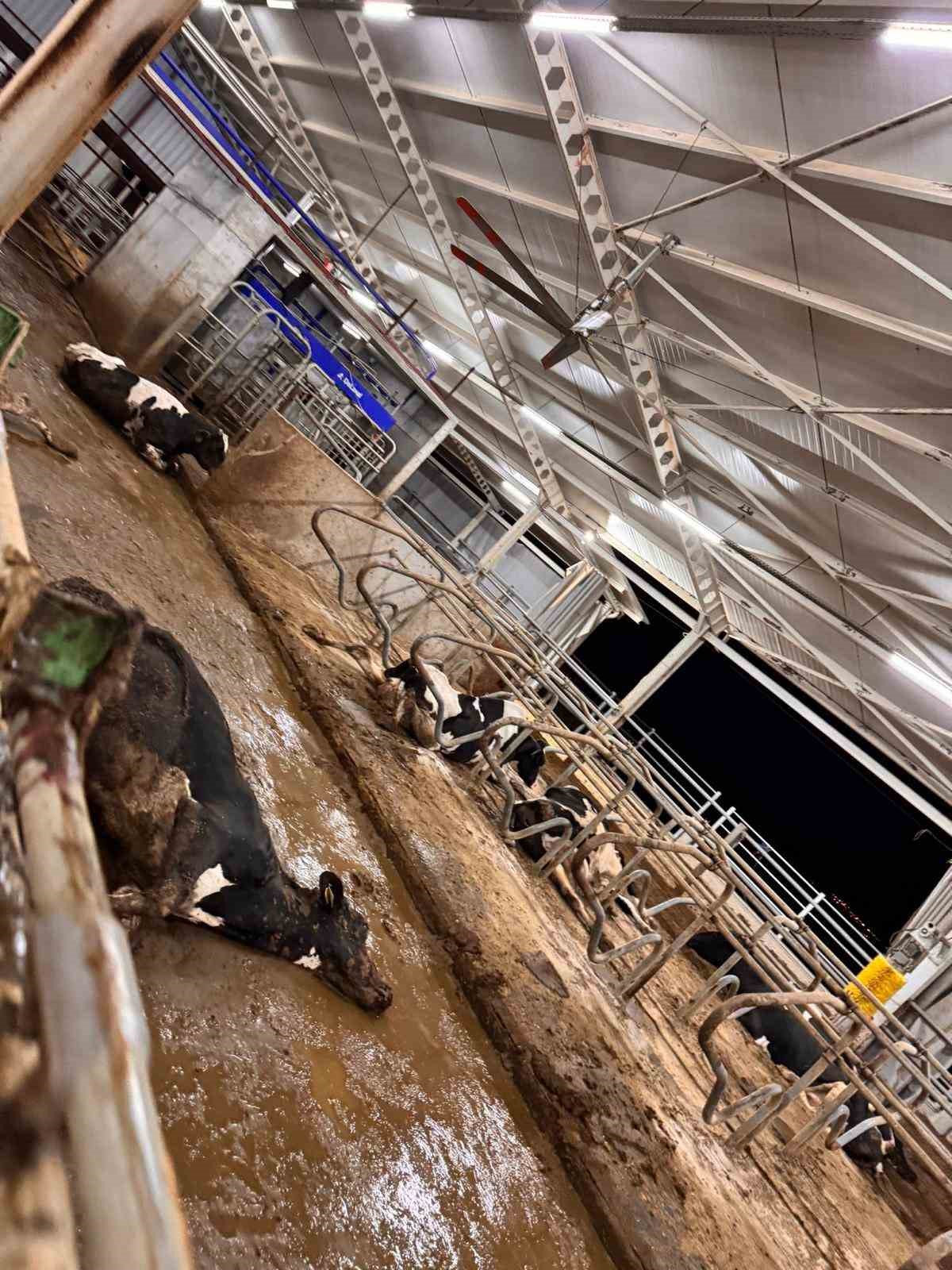 Besihanedeki 100’den fazla büyükbaş hayvan telef oldu