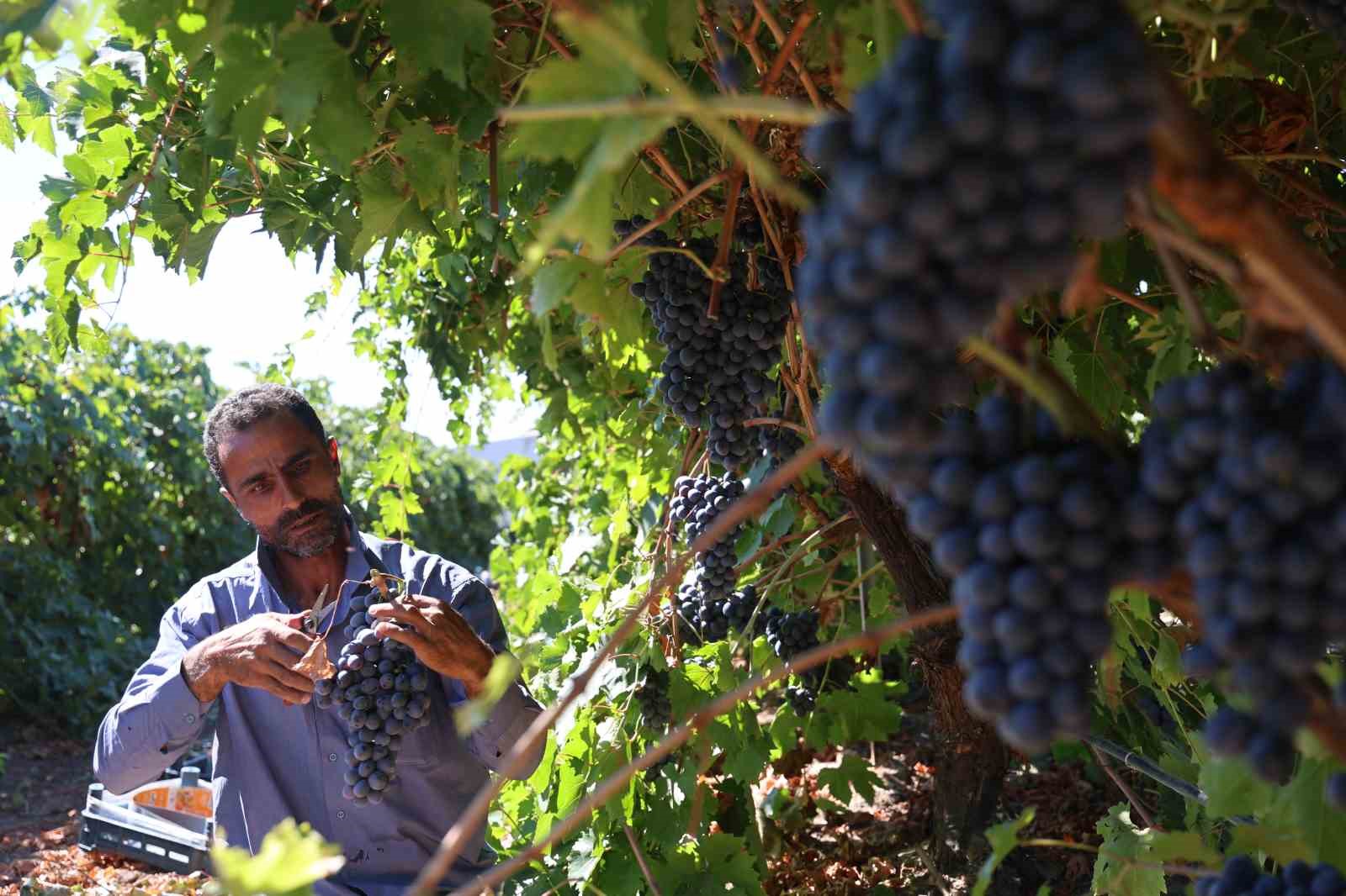 Elazığ’da bağbozumu heyecanı: Üzüm hasadı başladı