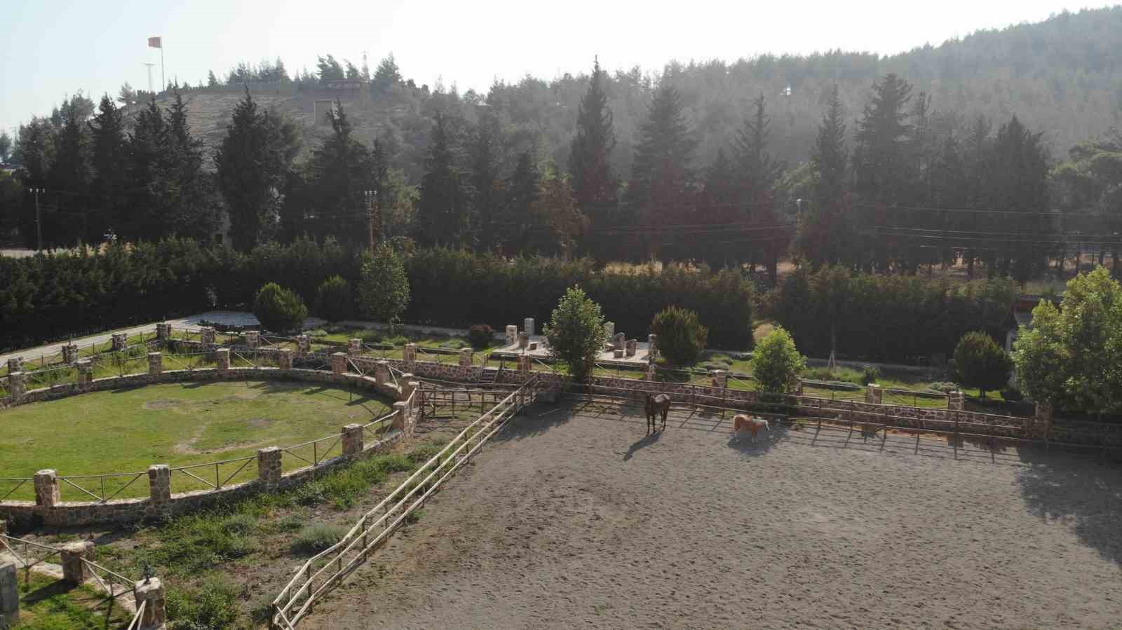 Kahramanmaraş&rsquo;ta at yetiştiriciliğine ilgi arttı
