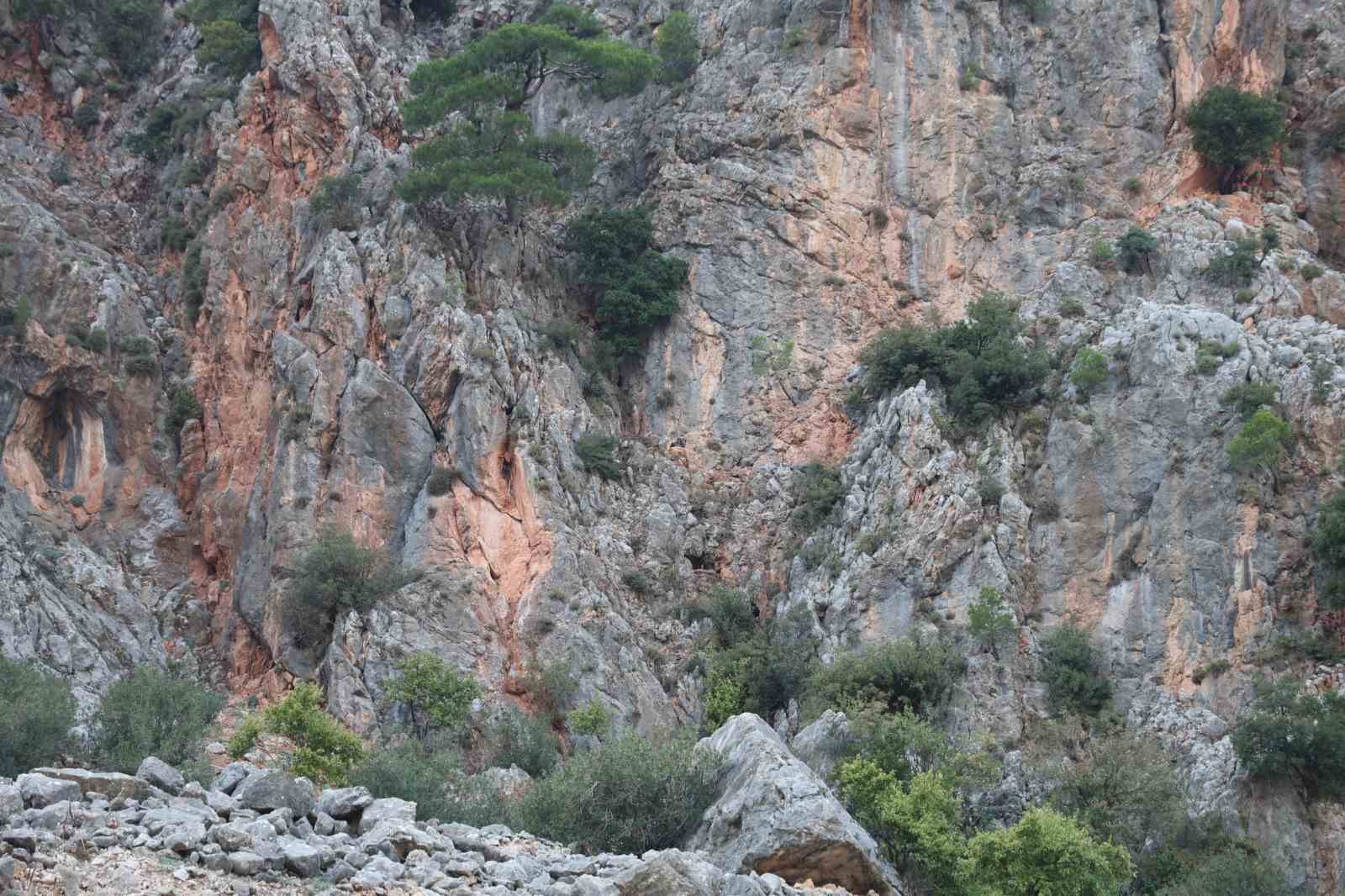 Keçilere kurtarma operasyonu düzenlendi, gerçek başka çıktı
