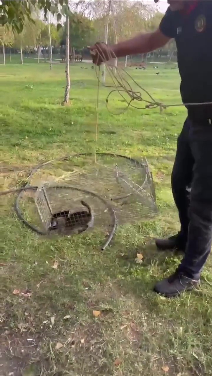 Kuyuya d&uuml;şen yavru kedi i&ccedil;in seferber oldular
