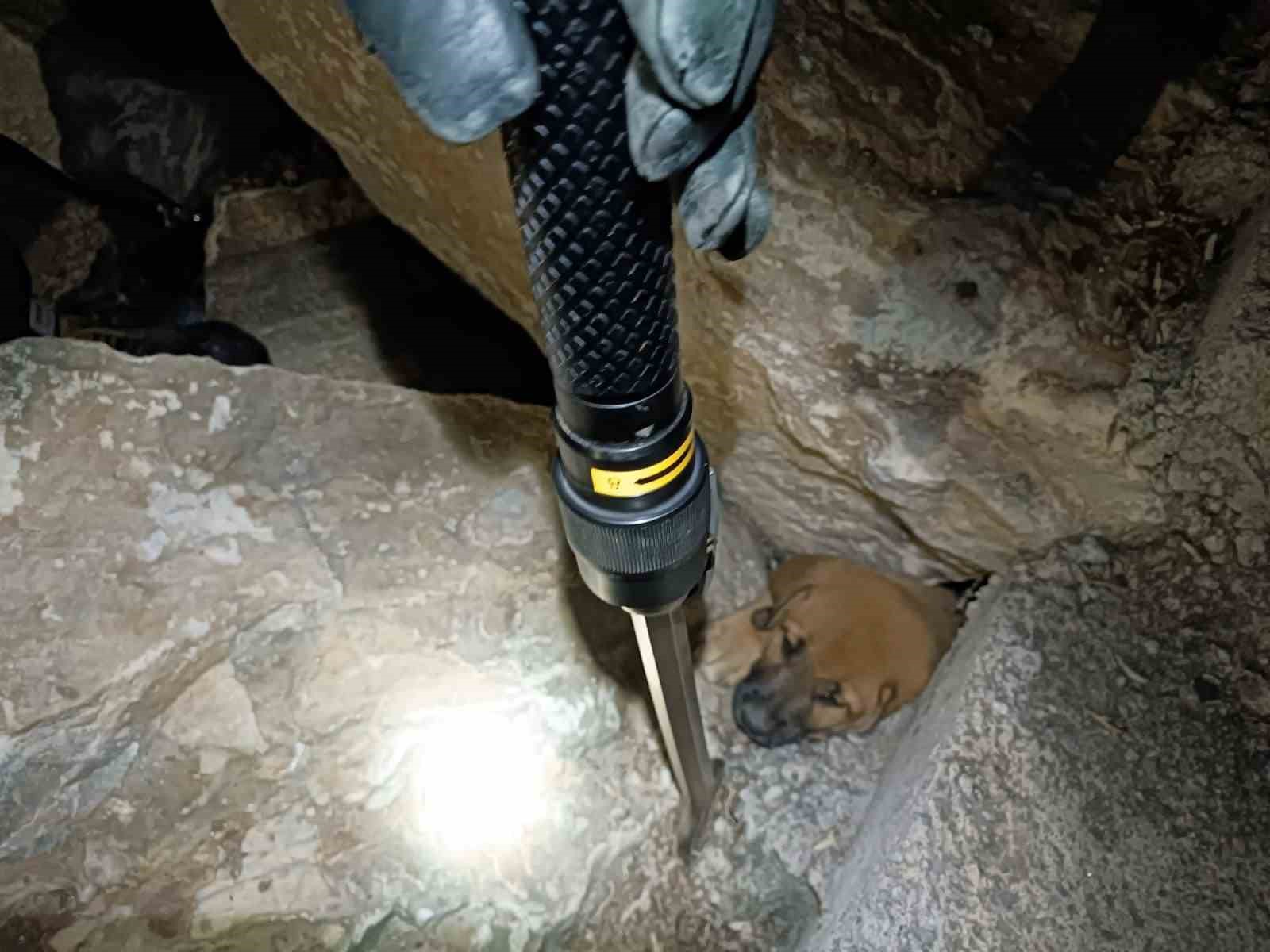 Kayalıklara sıkışan yavru k&ouml;pek itfaiye tarafından kurtarıldı
