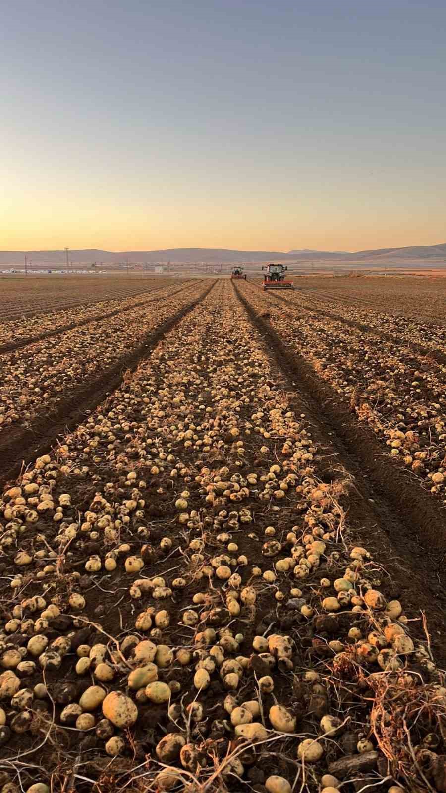 Tomarza’da patates hasadı tüm hızıyla devam ediyor