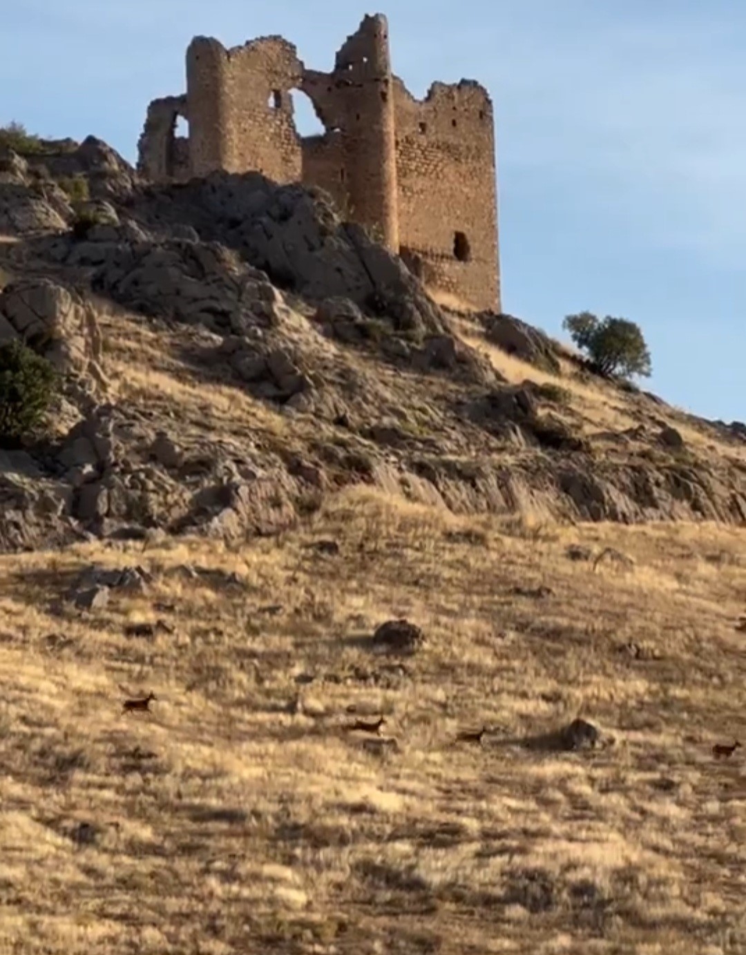 Elazığ’da dağ keçileri sürücü halinde görüntülendi