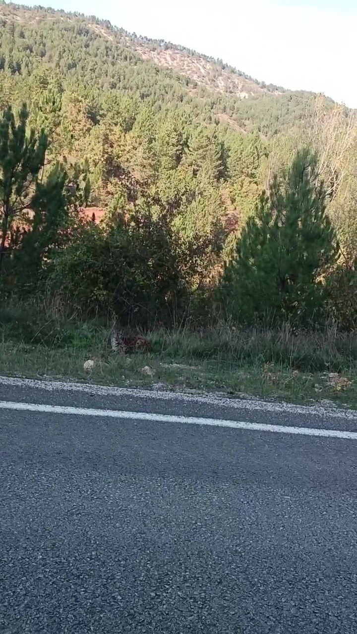 Görüntülediği vaşak kaçınca verdiği tepki tebessüm ettirdi
