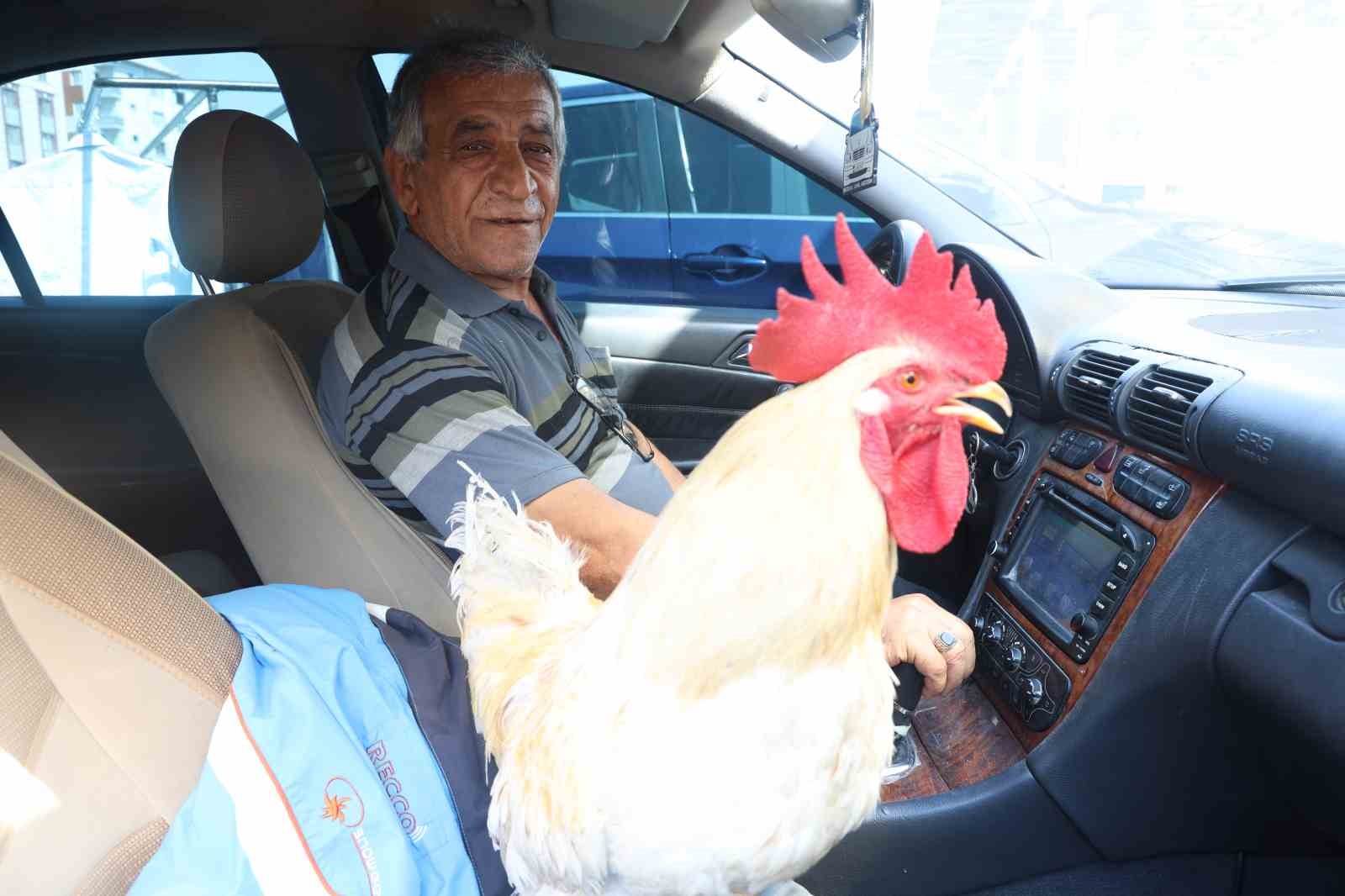 Gelen tüm teklifleri reddeden esnaf,  19 aydır beslediği horozunu Mercedes’iyle şehir turuna çıkarıyor