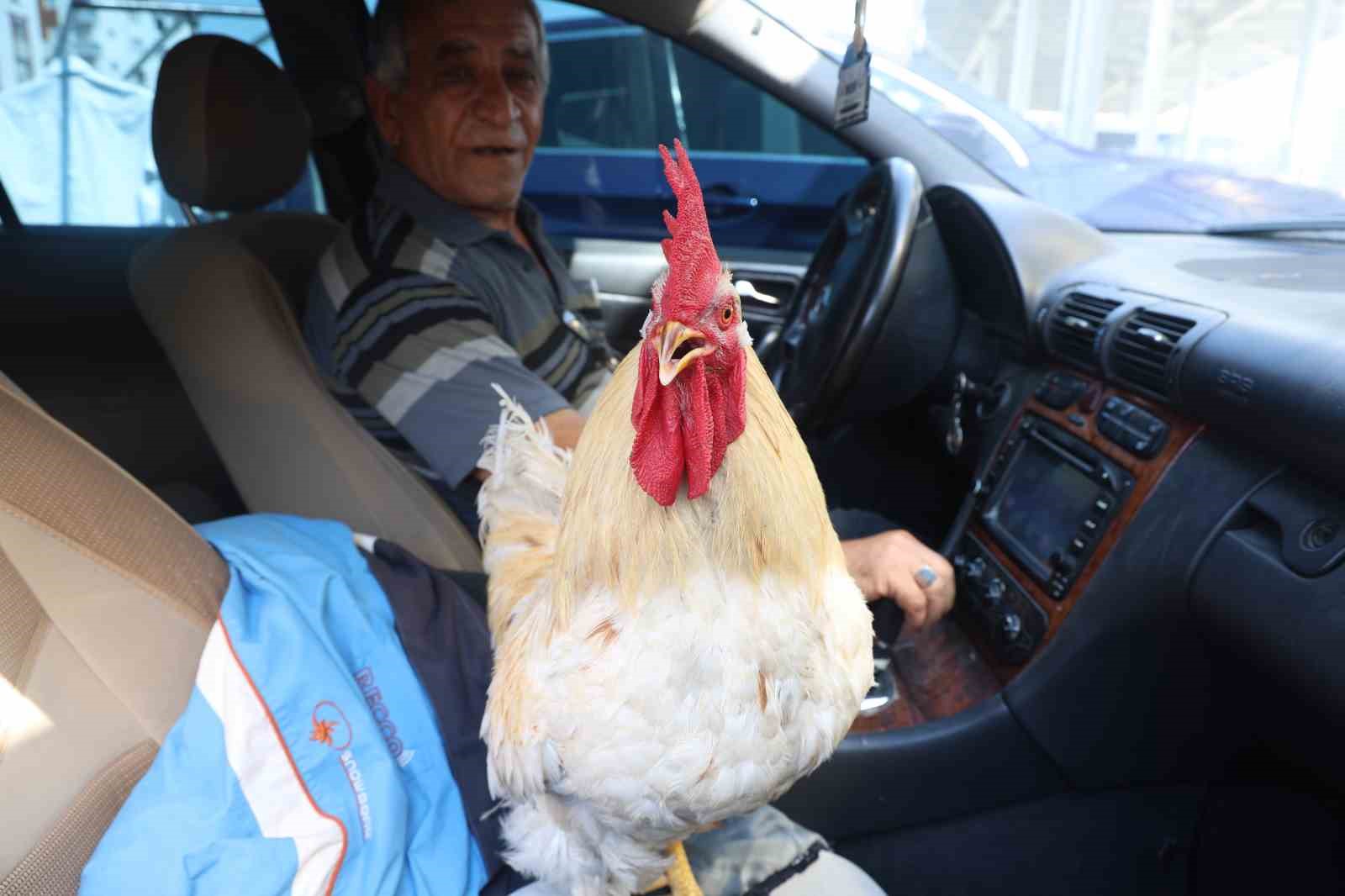 Gelen tüm teklifleri reddeden esnaf,  19 aydır beslediği horozunu Mercedes’iyle şehir turuna çıkarıyor
