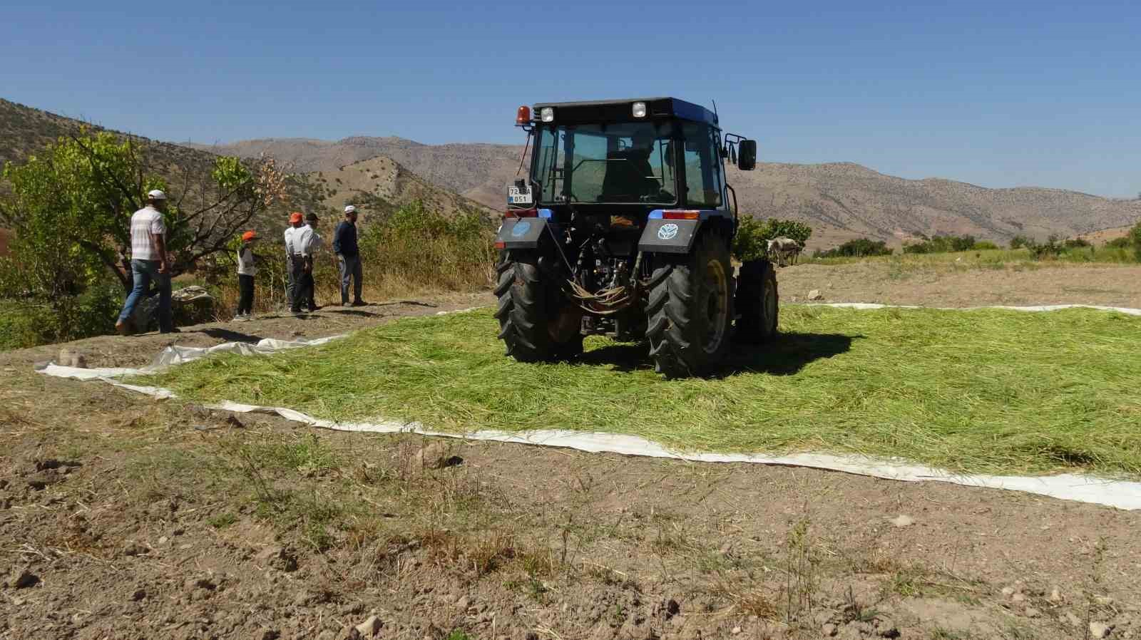 Gercüş’te imece usulü orakla pirinç hasadı
