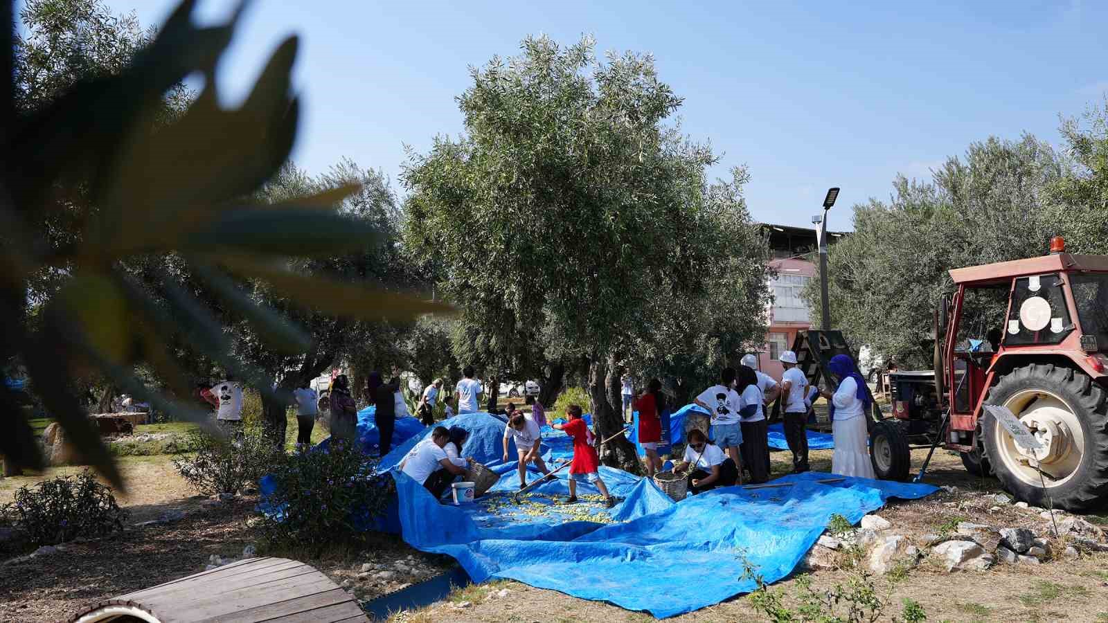 Tarsus’ta lösemili çocuklar için zeytin hasadı yapıldı
