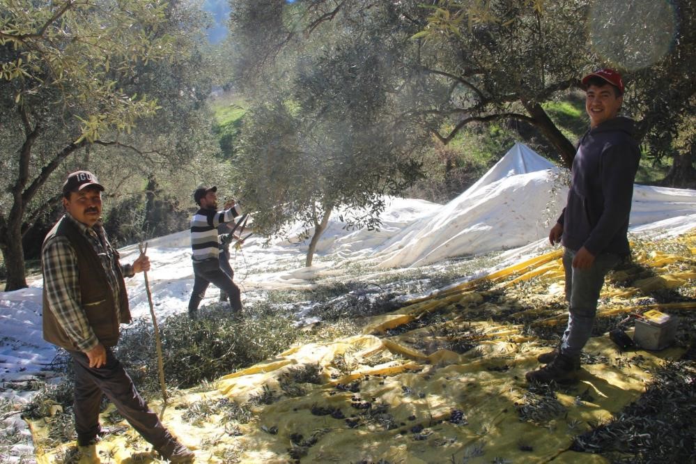 Sofralık zeytin &uuml;retiminin y&uuml;zde 10&rsquo;unu Aydın karşılıyor
