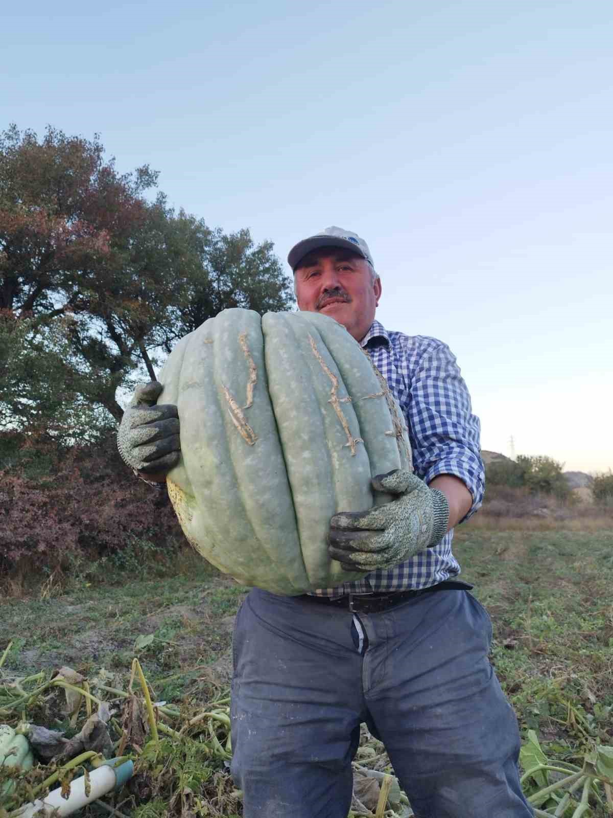 Hayvan gübresiyle yetiştirilen bal kabağı 40 kilogram oldu 