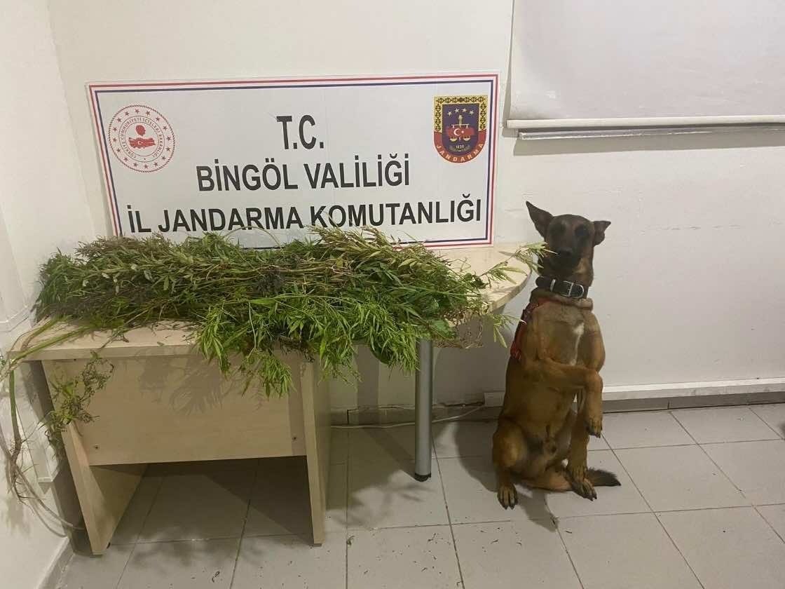 Bingöl’de uyuşturucuyla mücadele