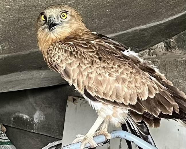 Osmaniye&rsquo;de yaralı bulunan yılan kartalı tedavi altına alındı
