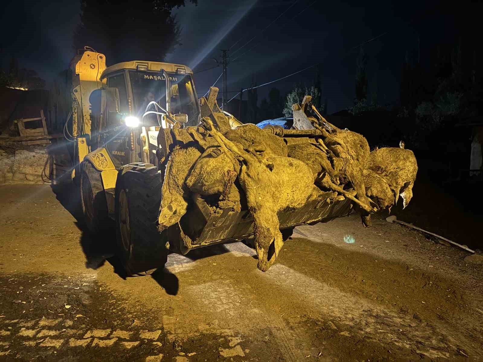 Kurtlar tarafından 66 koyunu telef edilen besici: "Bütün hayvanları boğmuş"
