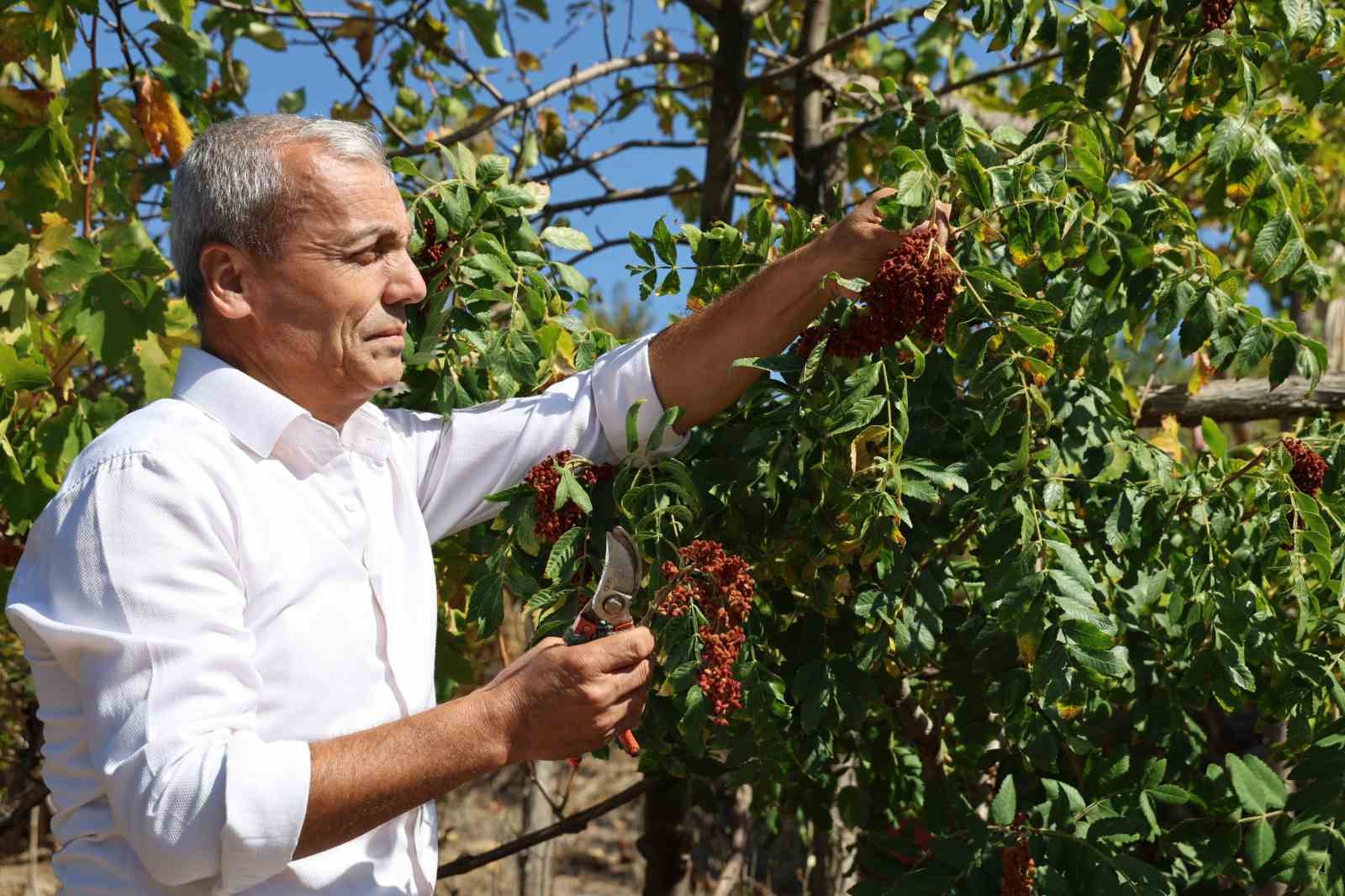 &quot;Sumakçı Dede&quot; bir ilke imza attığı sumakları miras bıraktı