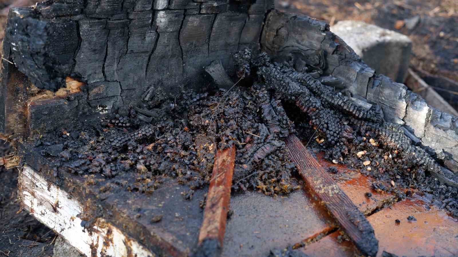 Edirne&rsquo;de &ccedil;iftlik yangını: Tavuklar ve arılar telef oldu
