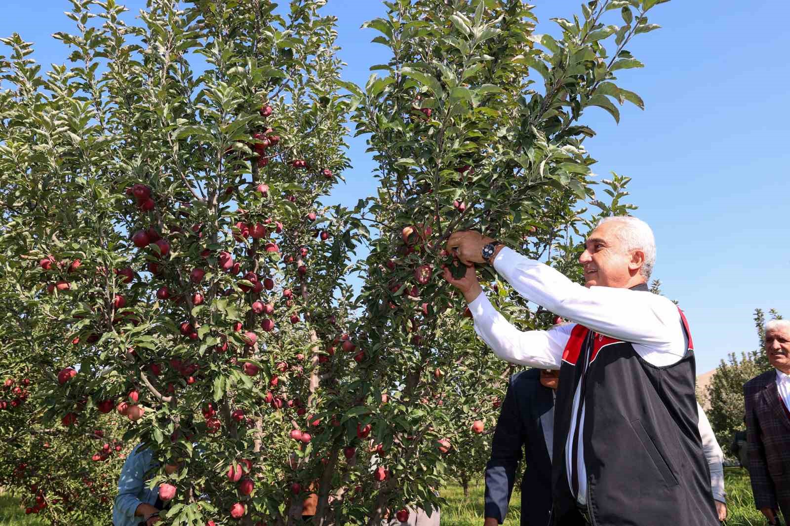 Muş’ta elma hasadından 25 milyon lira gelir bekleniyor