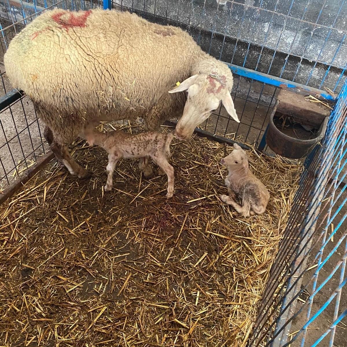 BA&Uuml;N&rsquo;&uuml;n Kuzuları D&uuml;nyaya G&ouml;zlerini A&ccedil;maya Başladı
