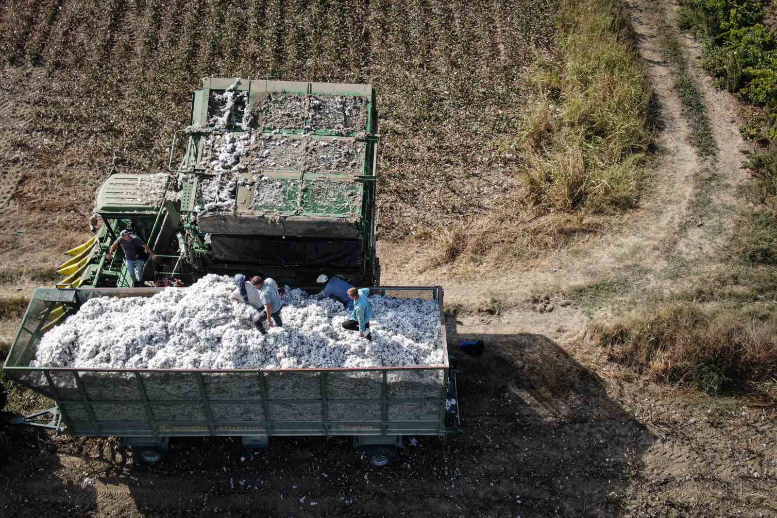 "Beyaz altın" pamukta hasat zamanı
