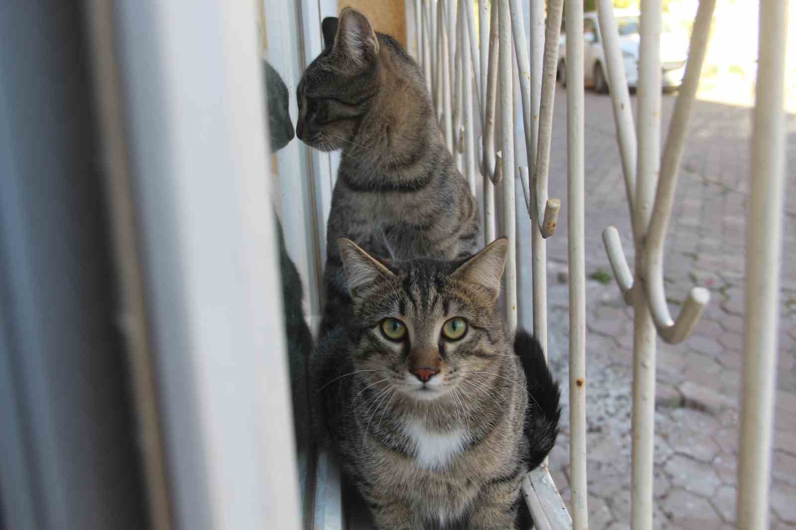 Kedi beslediği için öldürülmüştü, katilin ifadesi aileyi ikinci kez yıktı
