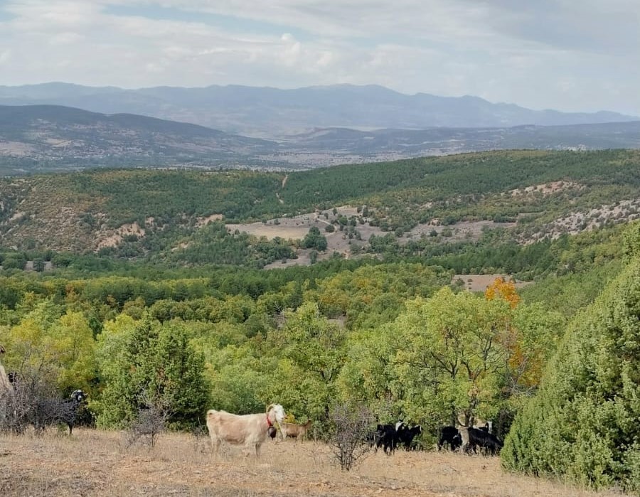 Gediz’de ayı koyunu parçaladı, çobanlar tedirgin
