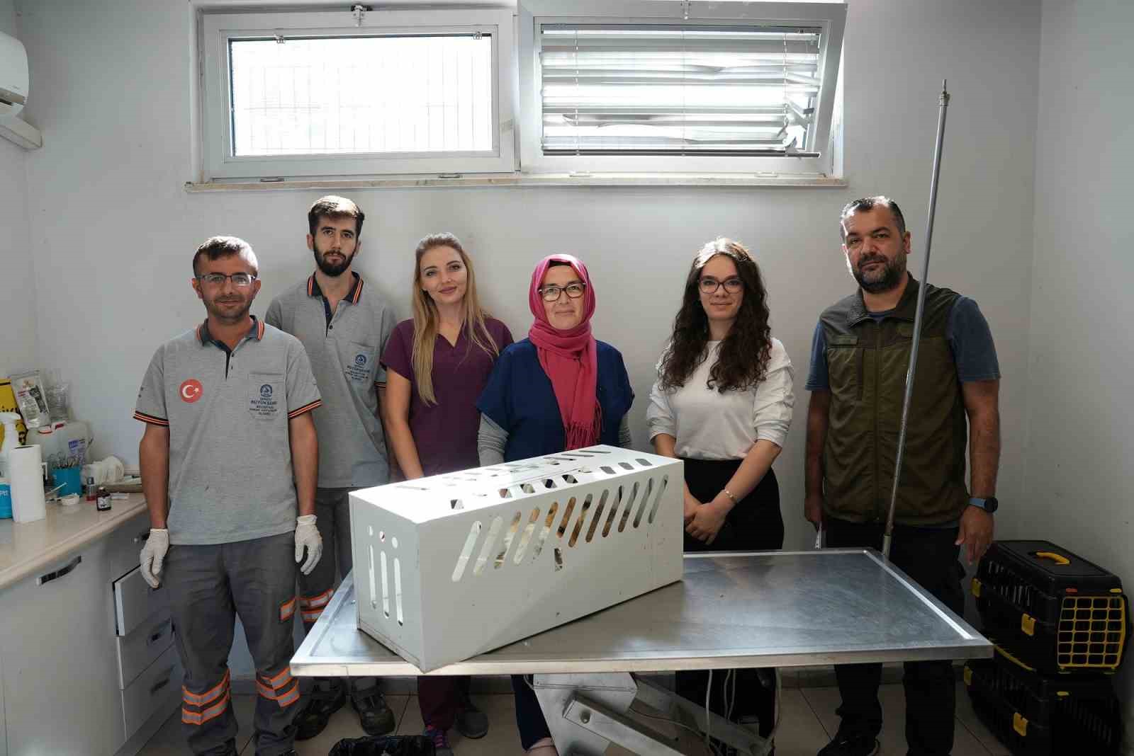 Bitkin halde bulunan tilki &ouml;zel bakım sayesinde hayata tutundu
