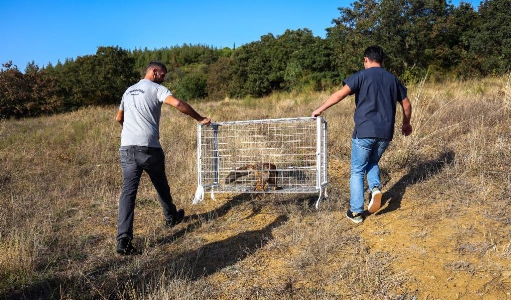 Tekirdağ’da yaralı tilki tedavi edilip doğaya bırakıldı
