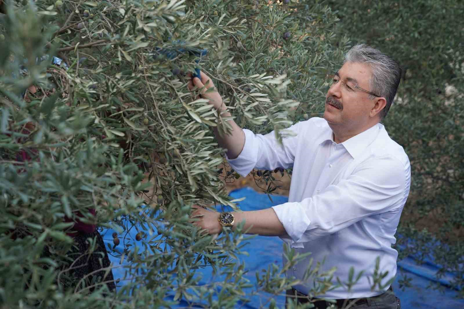 Osmaniye’de zeytin hasadı başladı
