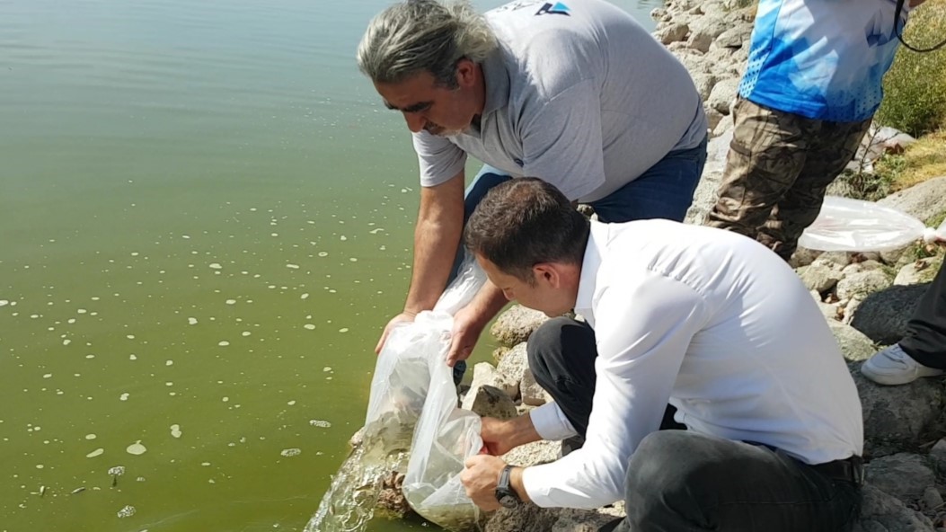 Yağmursuyu Göleti’ne 10 bin yavru sazan salındı