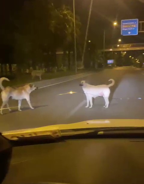 Başıboş sokak köpekleri kazaya davetiye çıkarıyor