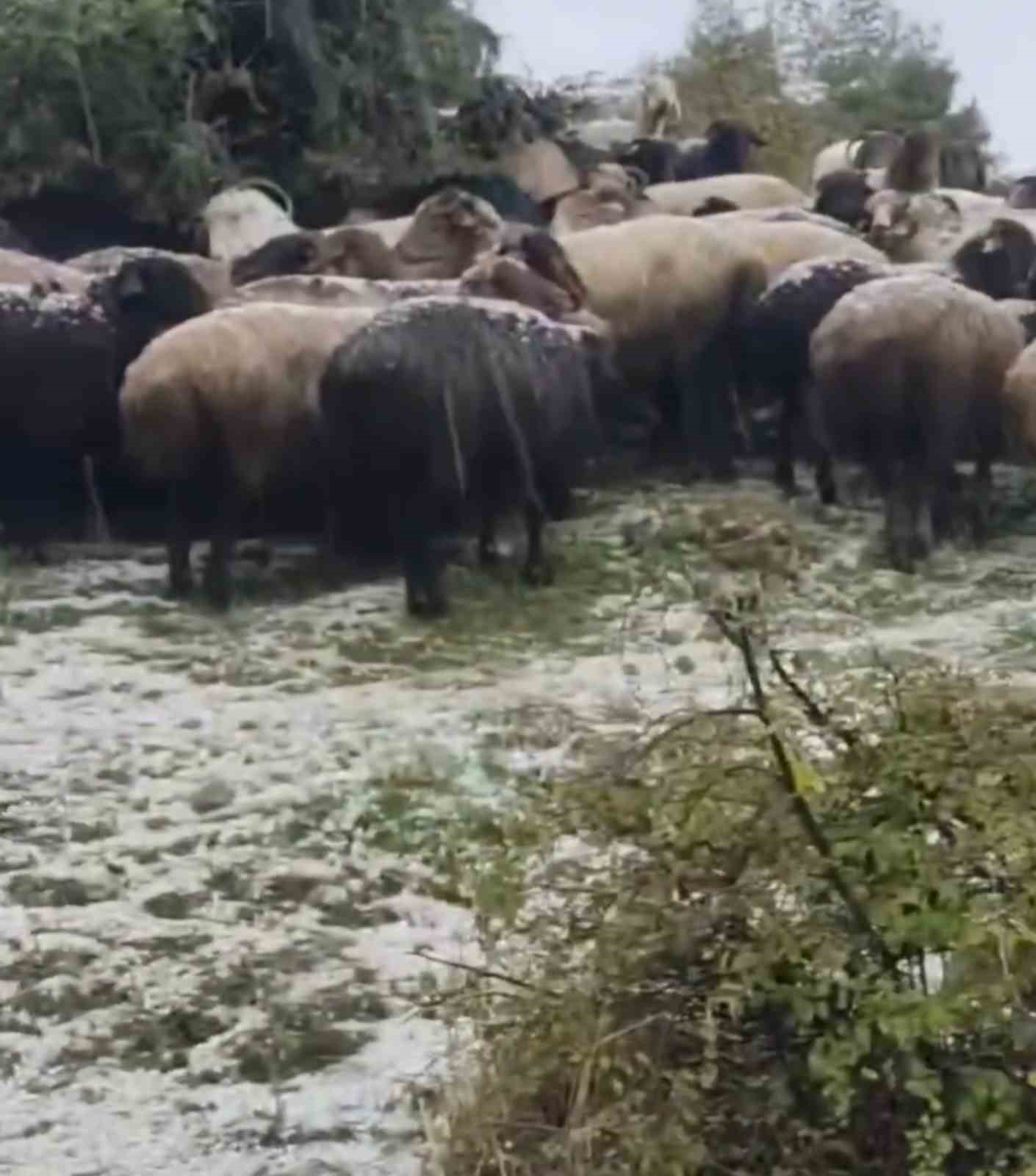 Tokat’ta dolu yağışı yaylayı beyaza bürüdü
