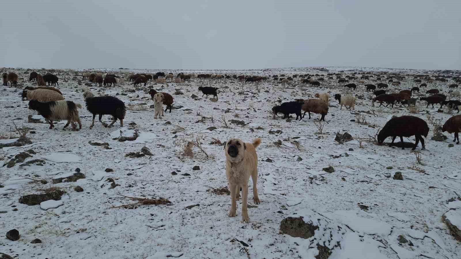 Bayburt’un yüksek kesimlerinde kar yağışı etkili oldu, göçerlerin yaylalardan köylere göçü başladı