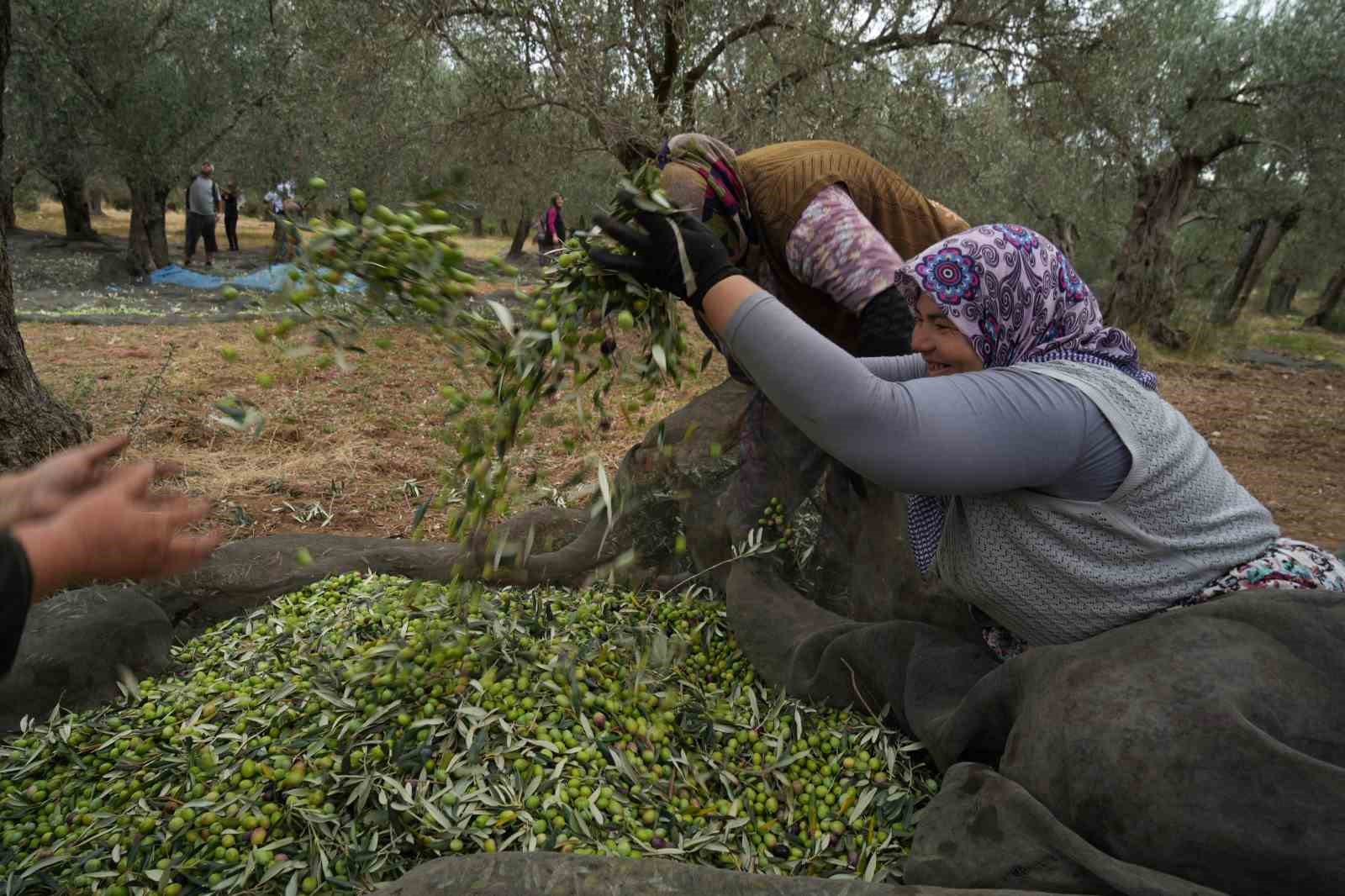 Bilinenin aksine siyah ve yeşil zeytin ağaçları ayrı değil
