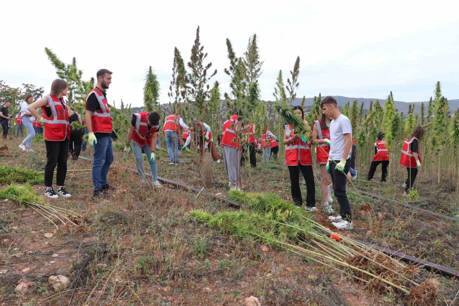 Amasya Üniversitesi kenevir üretimine başladı, hasada öğrenciler de katıldı