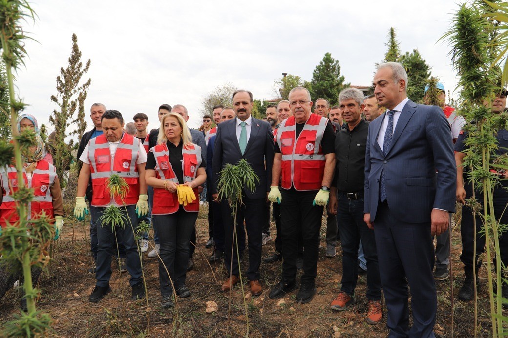 Amasya Üniversitesi kenevir üretimine başladı, hasada öğrenciler de katıldı
