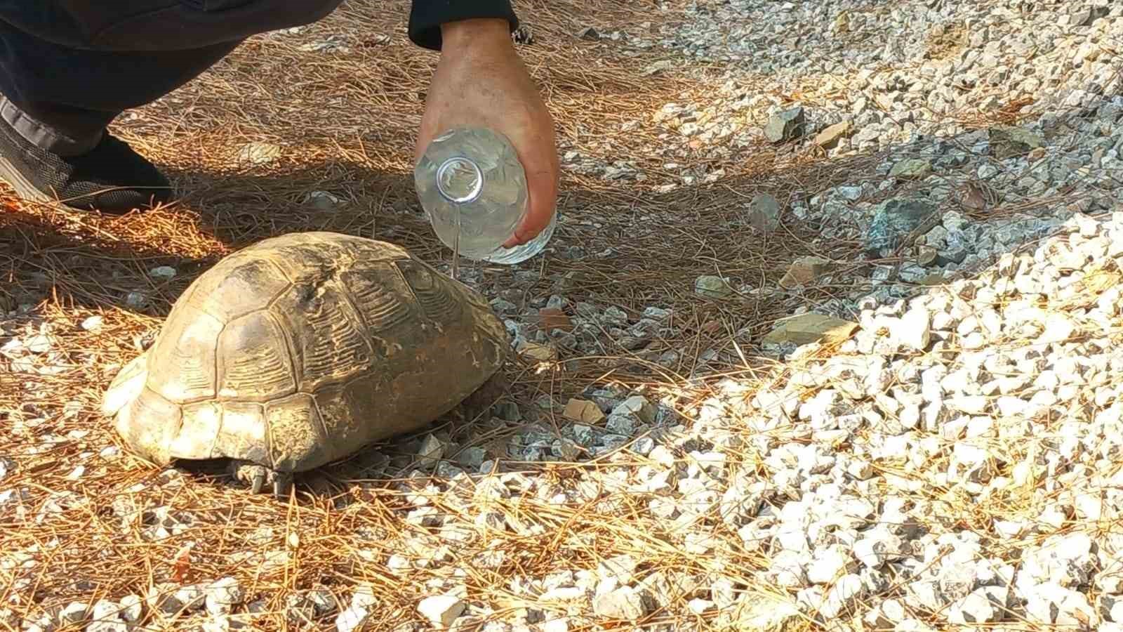 Alevlerden kaçan kaplumbağa güvenli alana bırakıldı