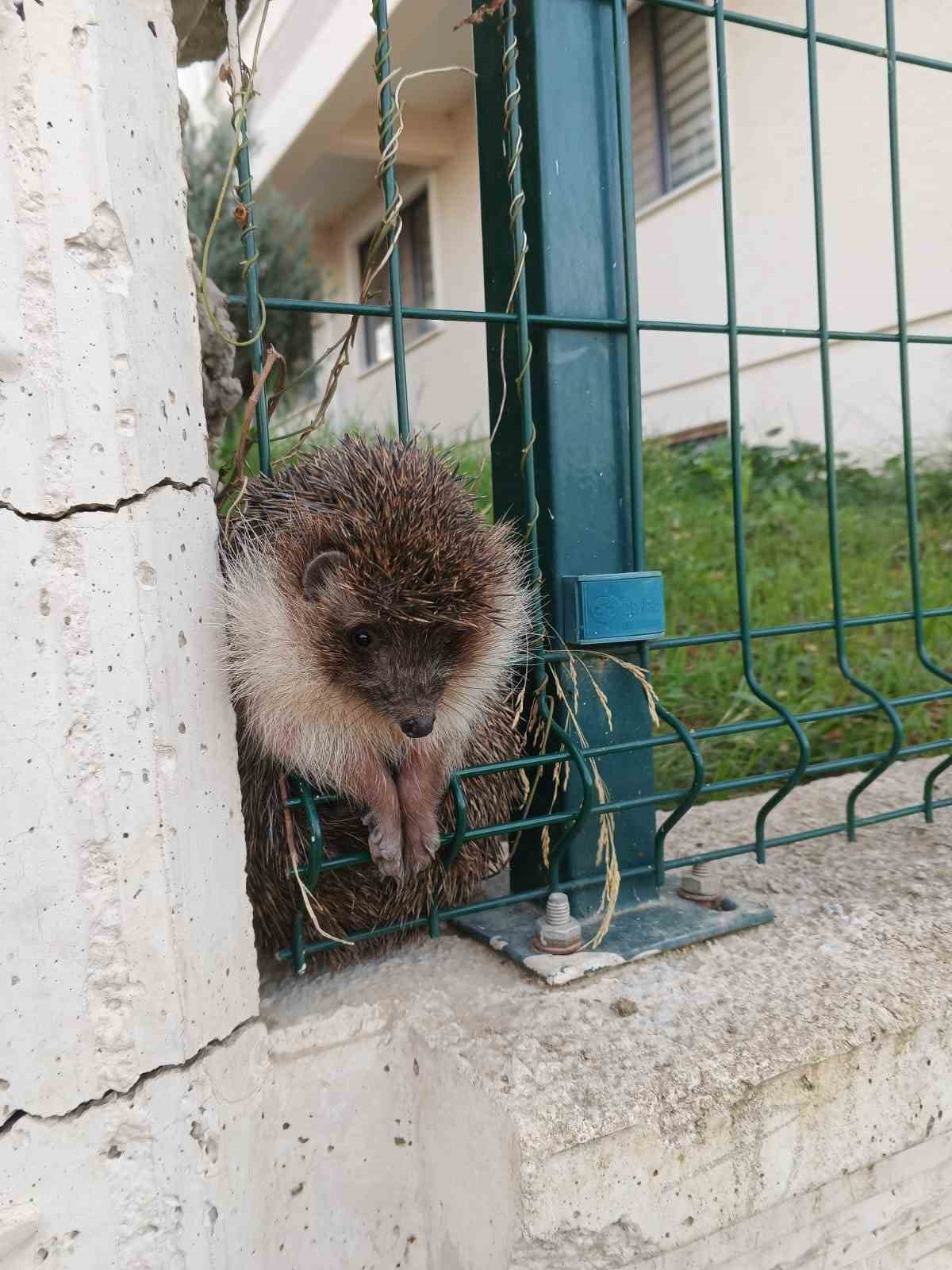 Yalova’da itfaiyeden kirpi ve kedi kurtarma operasyonları
