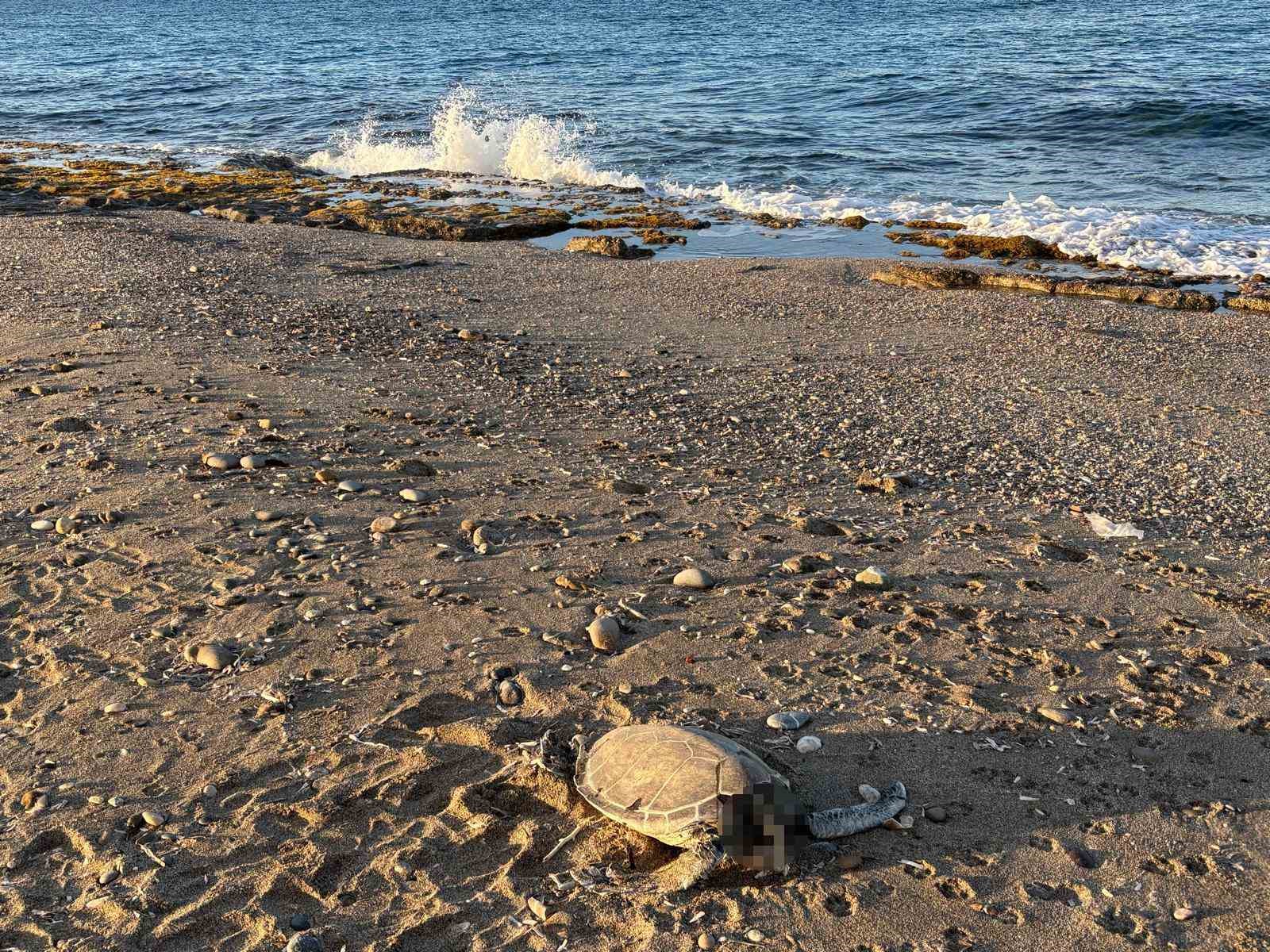 Alanya’da son bir haftada iki caretta caretta ölü bulundu
